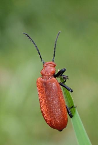 Réf. 284 024 : Pyrochroa serraticornis